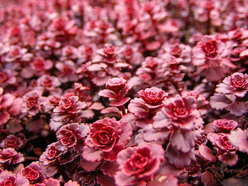 Sedum Stonecrop 'Dragons Blood'