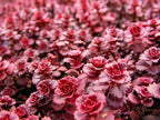 Sedum Stonecrop 'Dragons Blood'