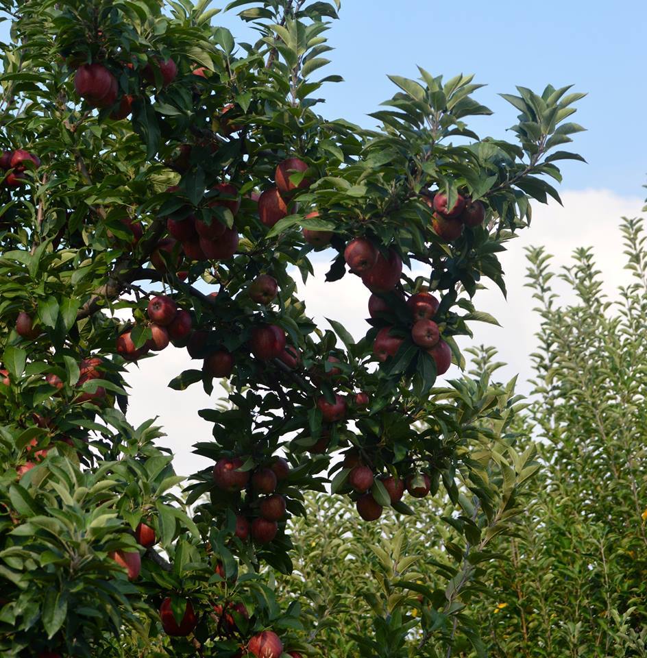 Apple Tree 'Arkansas Black'