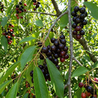 Black Cherry Tree