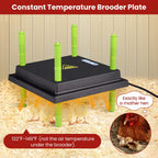 Tetuga Chicken Brooder Box for Chick Starter Kit