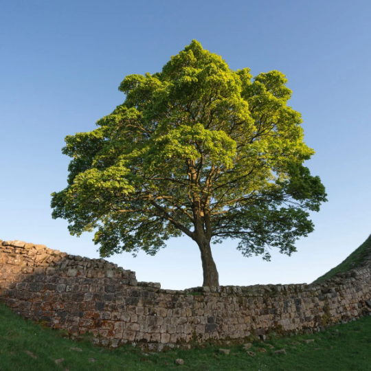 Sycamore Tree