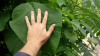 Catalpa Tree