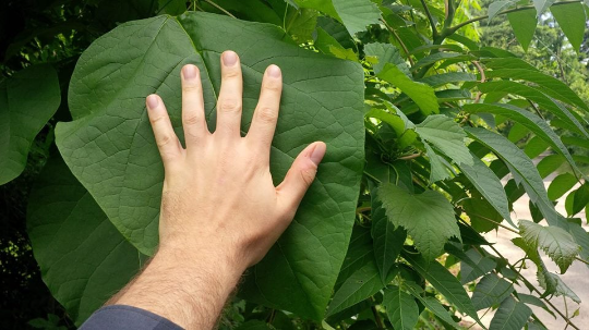 Catalpa Tree