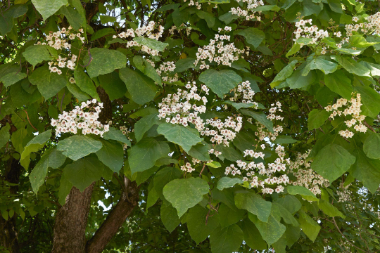 Catalpa Tree