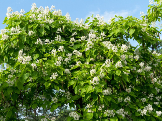 Catalpa Tree