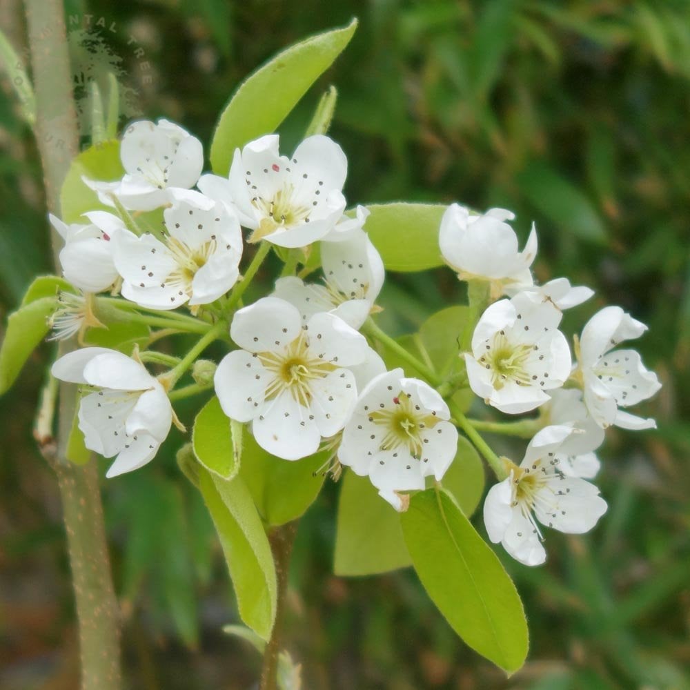 Pear Tree 'Comice'