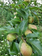 Pear Tree 'Kieffer'