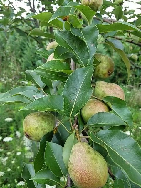 Pear Tree 'Kieffer'