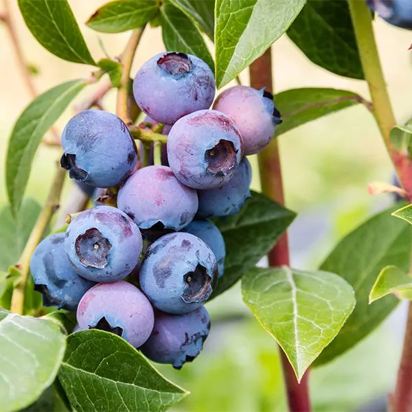 Blueberry Plant 'Duke'
