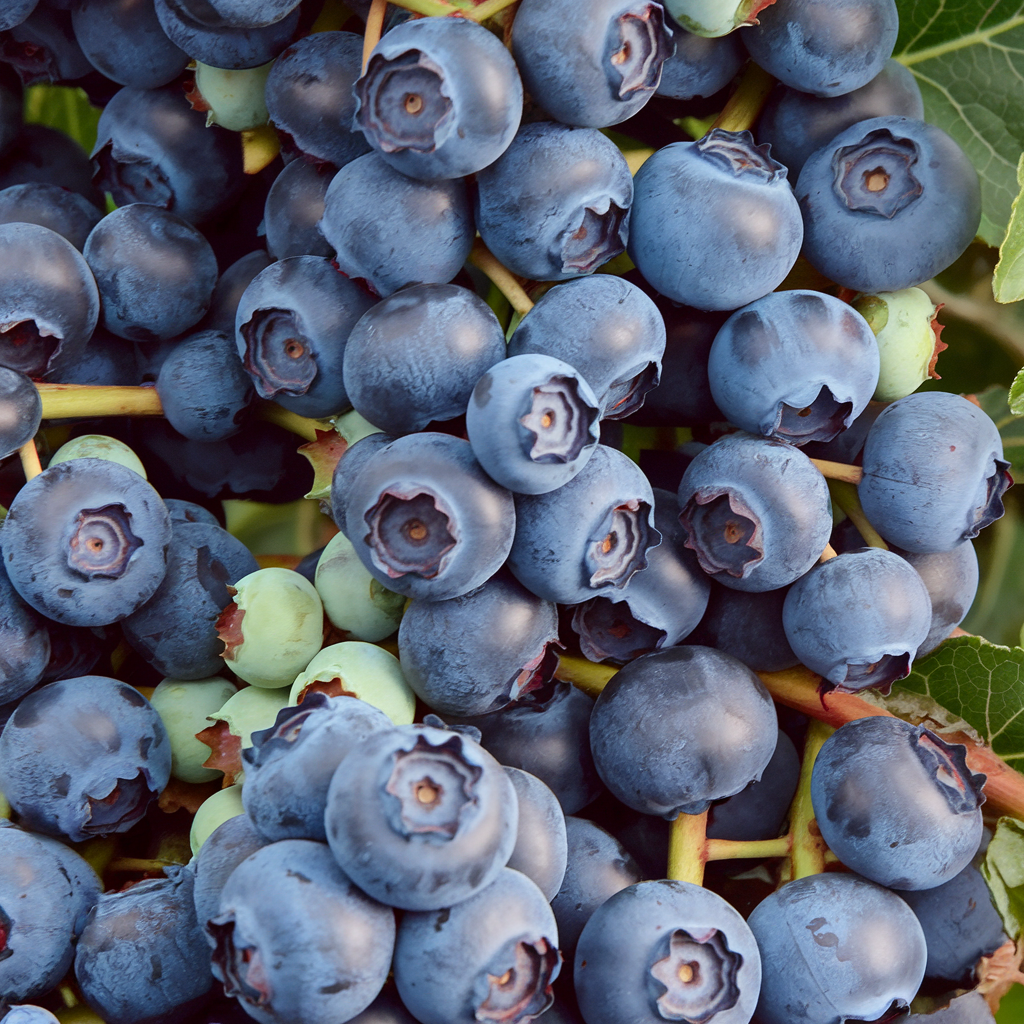 Blueberry Plant 'Blue Crop'