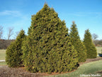 Arborvitae 'Elegantissima'