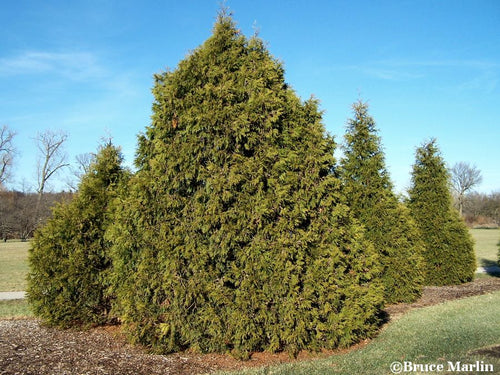 Arborvitae 'Elegantissima'