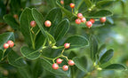 Euonymus 'Manhattan'