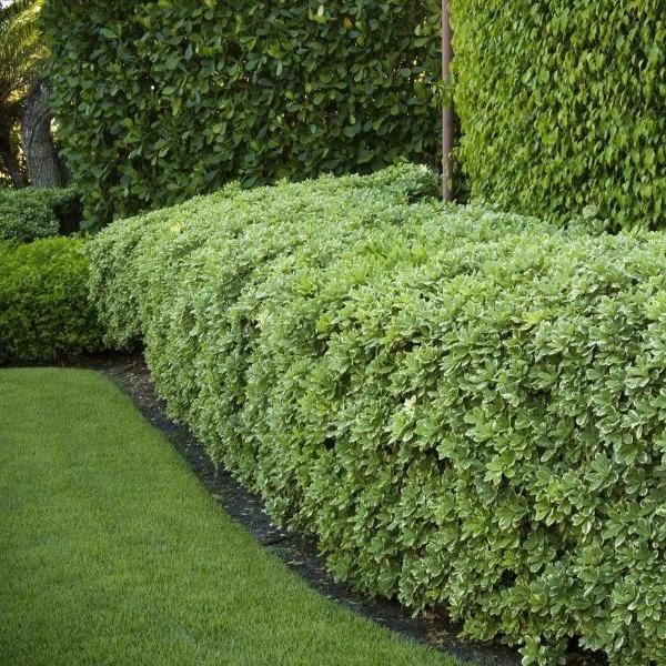 Euonymus 'Manhattan'