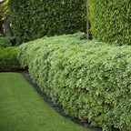 Euonymus 'Manhattan'