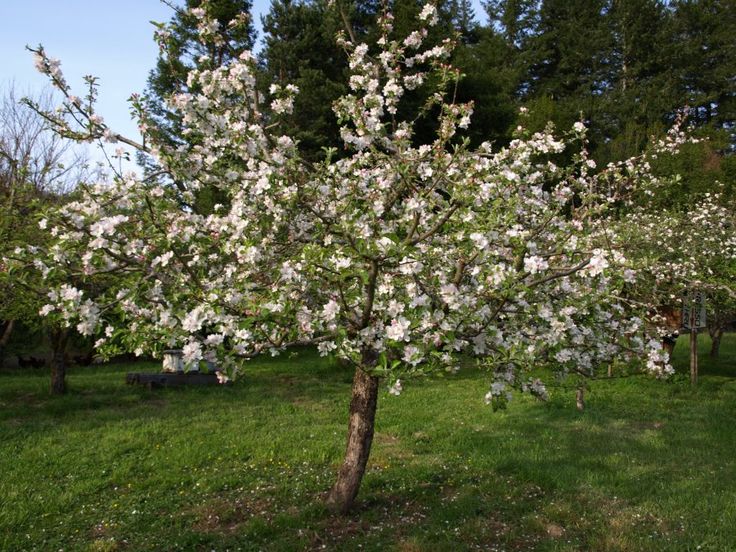 Apple Tree 'Liberty'