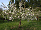 Apple Tree 'Liberty'
