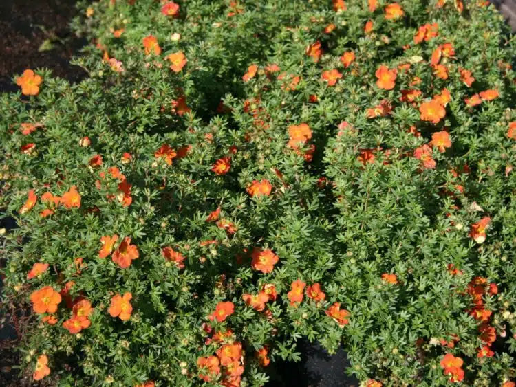 Potentilla 'Red Joker'