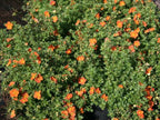 Potentilla 'Red Joker'
