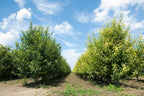 Apple Tree 'Granny Smith'