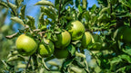 Apple Tree 'Granny Smith'