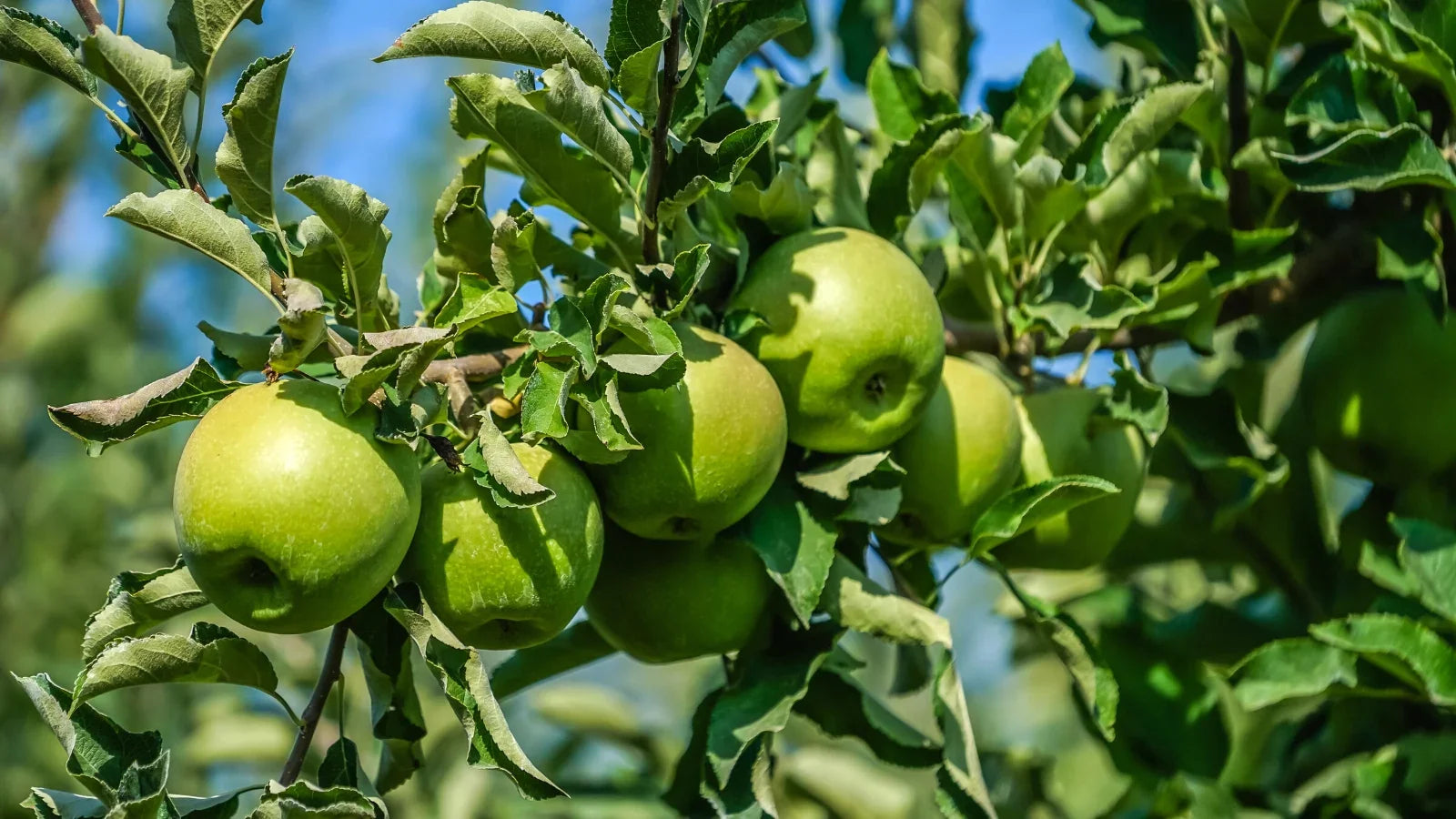 Apple Tree 'Granny Smith'
