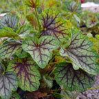 Coral Bells 'Green Spice'
