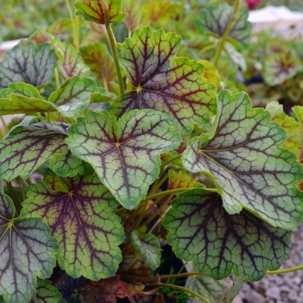 Coral Bells 'Green Spice'
