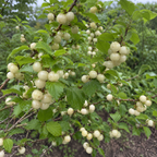 Nanking Cherry 'Jules'