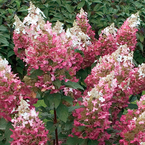 Hydrangea 'Tardiva'