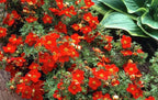 Potentilla 'Red Joker'