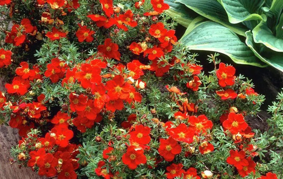 Potentilla 'Red Joker'