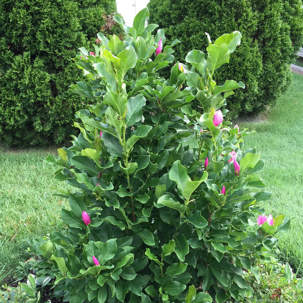 Magnolia 'Ann'