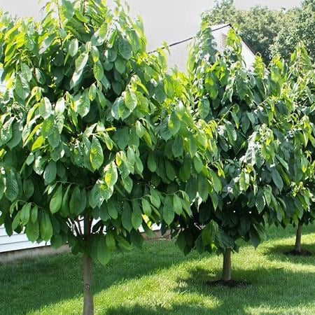 Pawpaw Tree