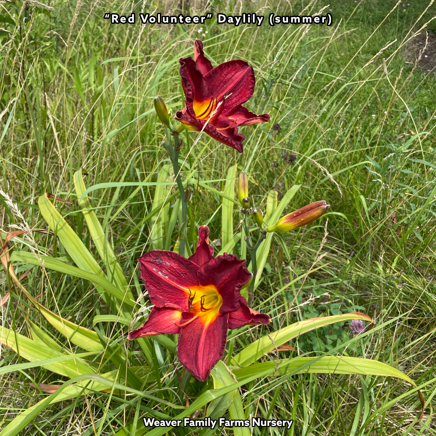 Daylily 'Red Volunteer'