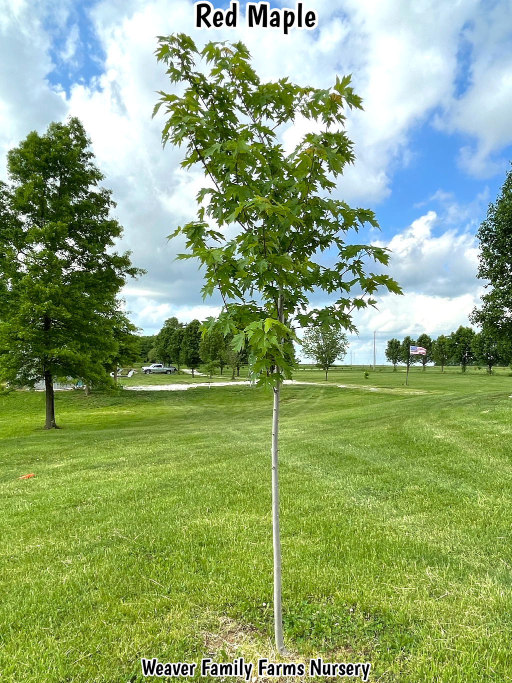 Red Maple Tree