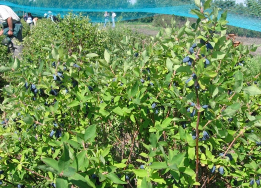 Honeyberry 'Boreal Blizzard' Haskap