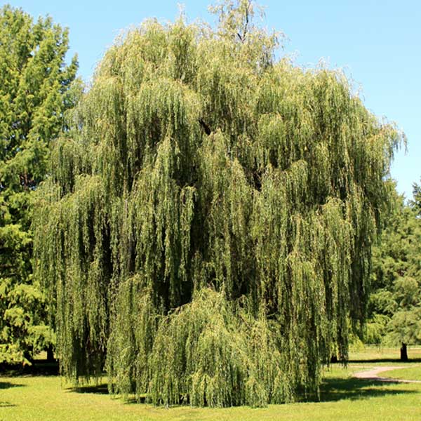 Weeping Willow