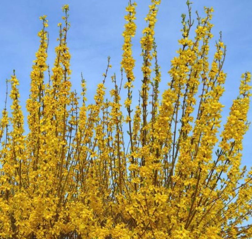Forsythia