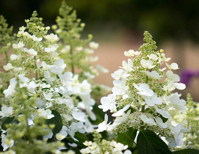 Hydrangea 'Tardiva'