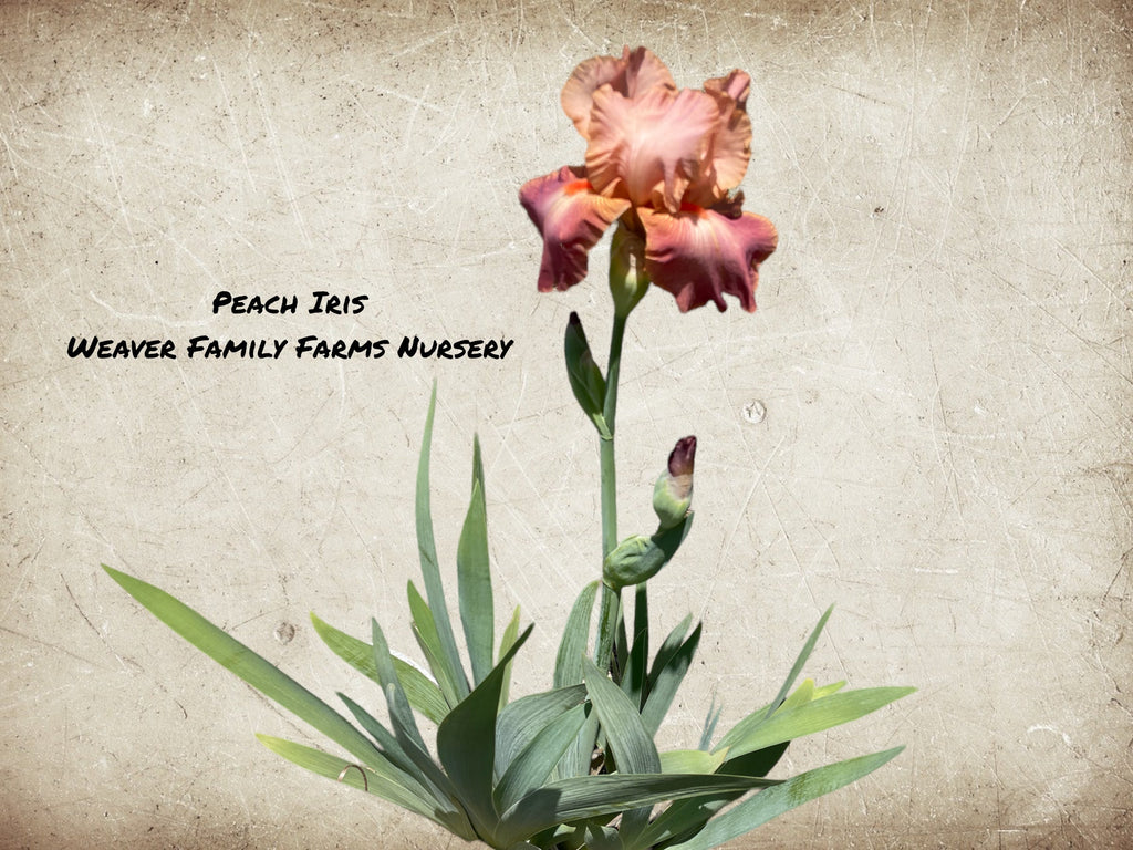 Iris 'Peach'