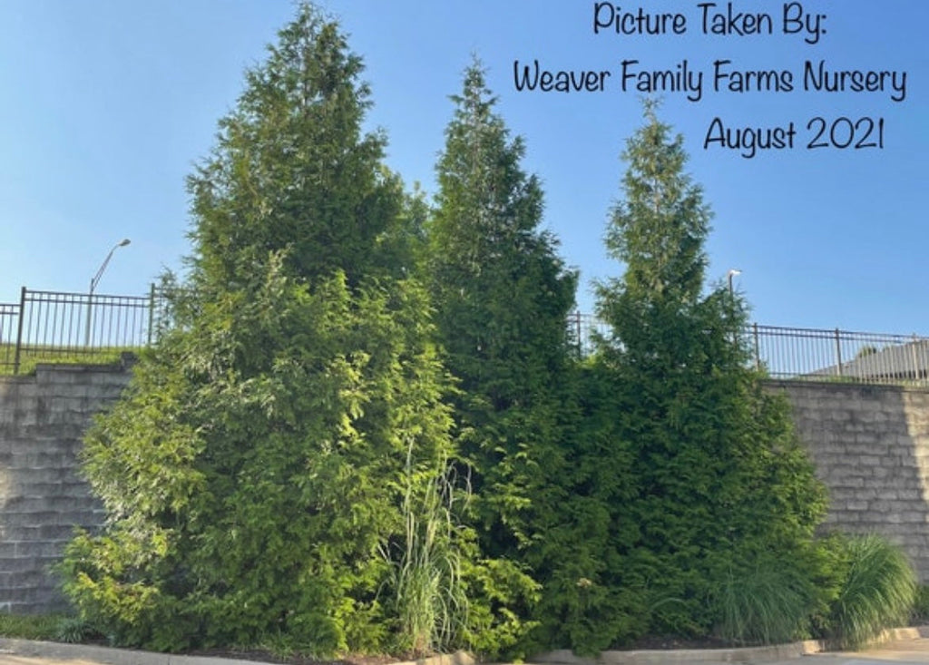 Arborvitae 'Green Giant'