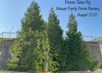 Arborvitae 'Green Giant'