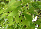 Hackberry Tree