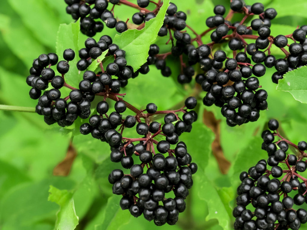 American Elderberry