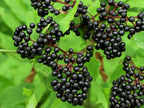 American Elderberry