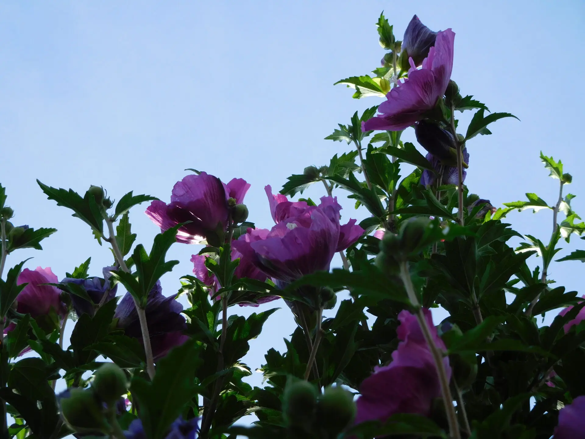 Rose Of Sharon