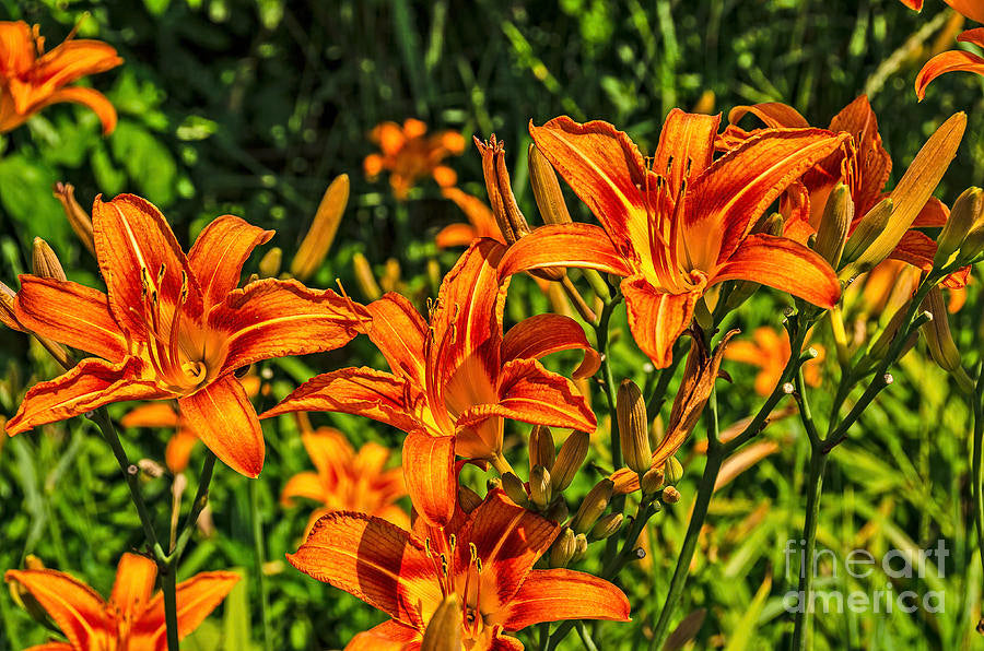 Original Orange Daylily