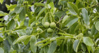 Black Walnut Tree